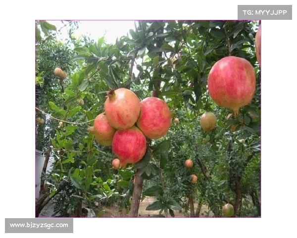 高地红石榴种植过程中的十大关键注意事项与技巧分享 高地红石榴种植过程中的十大关键注意事项与技巧分享