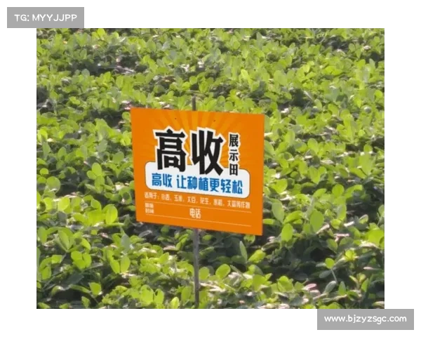 玩转火影羁绊2.0的七大策略与技巧助你轻松制霸游戏全攻略 玩转火影羁绊2.0的七大策略与技巧助你轻松制霸游戏全攻略